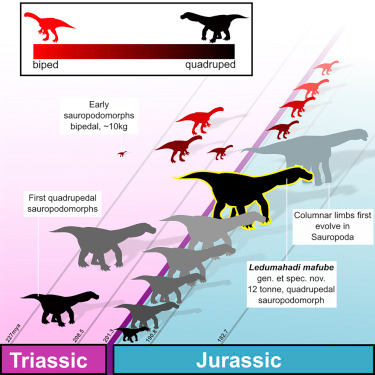How did a quadrupedal stance in Sauropods evolve?
