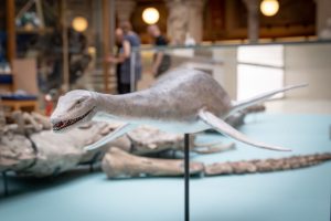 Oxford University Museum of Natural History plesiosaur.