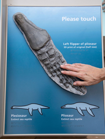 Touching a replica of a pliosaur flipper.