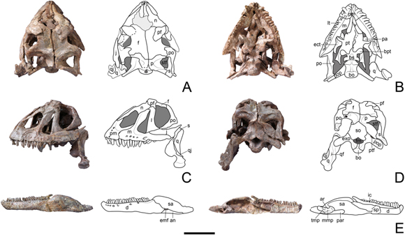 The skull of Yizhousaurus and accompanying line drawings.