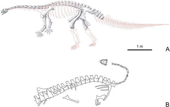 Yizhousaurus skeletal reconstruction.