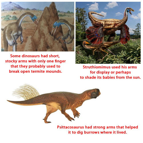 Different dinosaur arms.