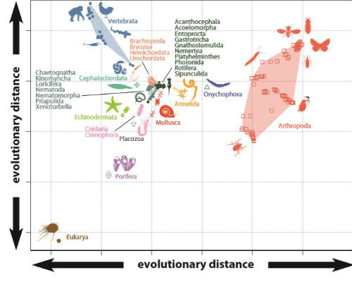 Mapping the evolution of animal body plans.