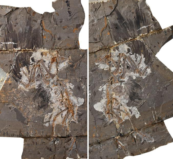 Jingoufortis perplexus fossil material.
