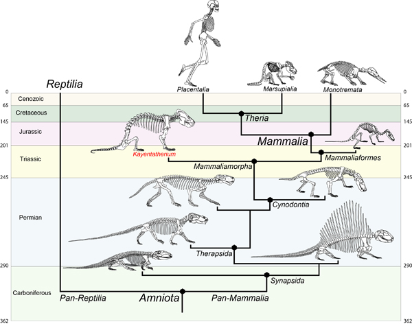 The evolution of modern mammals.