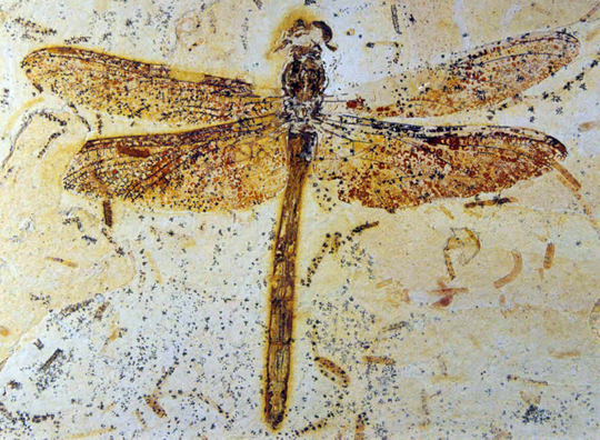 A Cretaceous-aged dragonfly fossil.