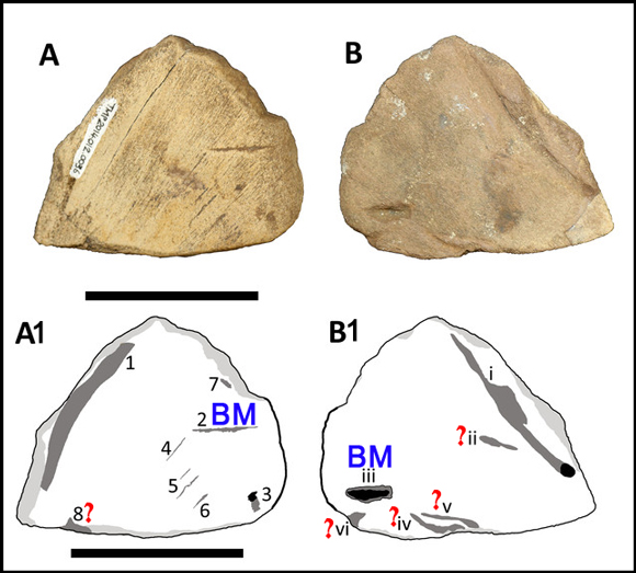 Identifying potential bite marks in a bone from a juvenile Centosaurus.