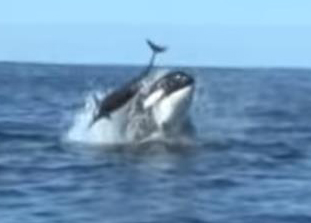 Orca rams a Dolphin.