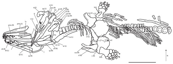 Skeletal drawing of the newly described Palvennia hoybergeti Ichthyosaur specimen.