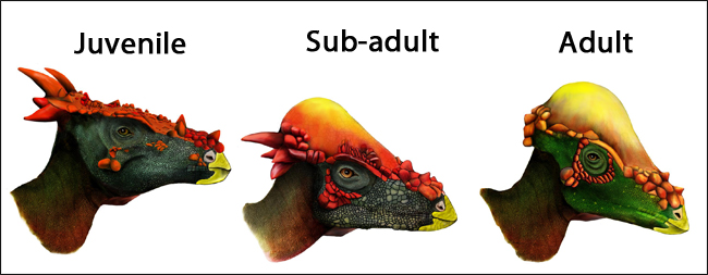 Different skull shapes and ornamentation linked to different growth stages.