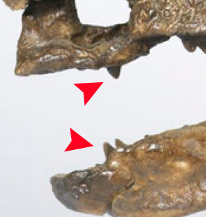 Pachycephalosaurus Theropod-like teeth.