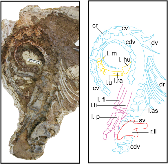 Sarahsaurus holotype.