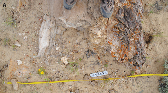 Giant Angiosperm tree fossil.