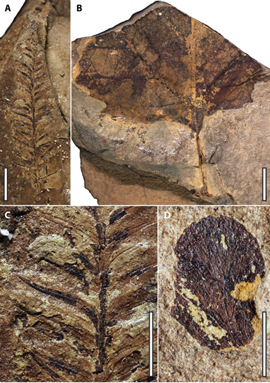 Plant fossils (Ferron sandstone) Utah.