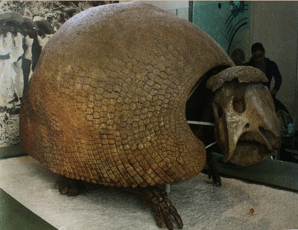 Fossil glyptodont Panochthus.