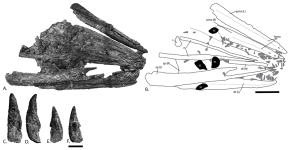 Rostrum and isolated teeth with line drawing P. hoybergeti.