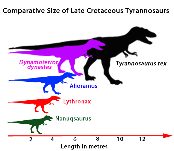 Comparing the size of selected Late Cretaceous Tyrannosaurs.