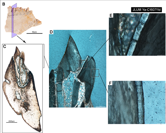 Changchunsaurus tooth morphology.