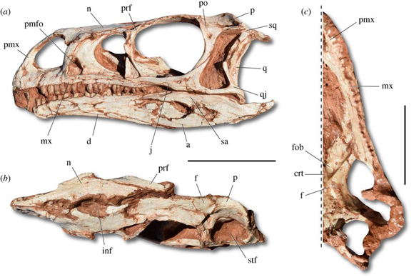 View of skull material associated with Macrocollum itaquii.