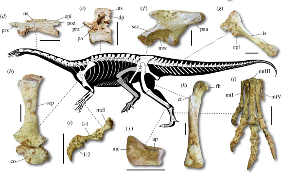 Macrocollum itaquii - skeletal reconstruction.
