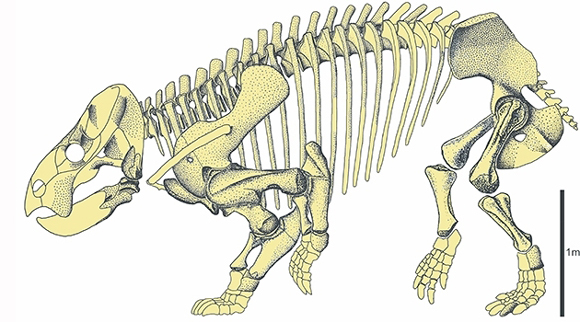 A reconstruction of the skeleton of Lisowicia bojani.