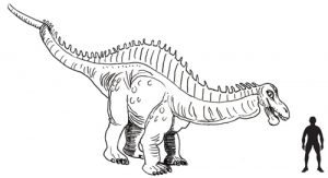 Rebbachisaurus scale drawing.