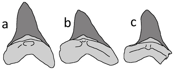 Examples of Cretoxyrhina mantelli teeth from the front portion of the jaws.
