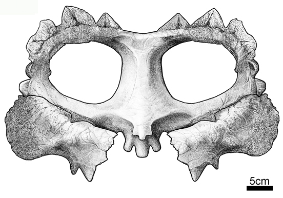 A reconstruction of the parietal frill of Crittendenceratops krzyzanowskii.