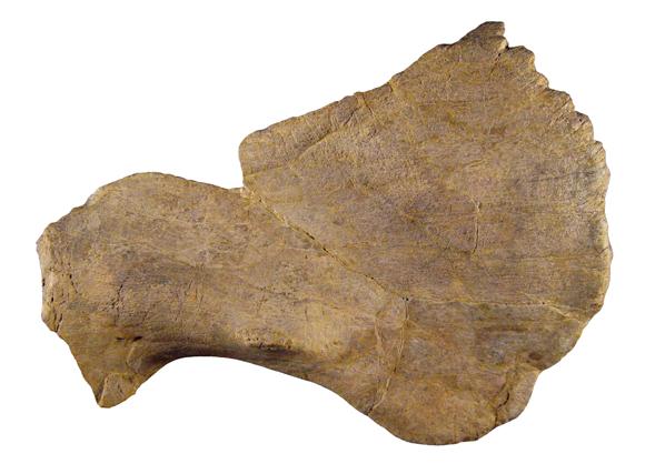 Near complete left squamosal bone of Crittendenceratops (NMMNH P-34906) dorsal view.