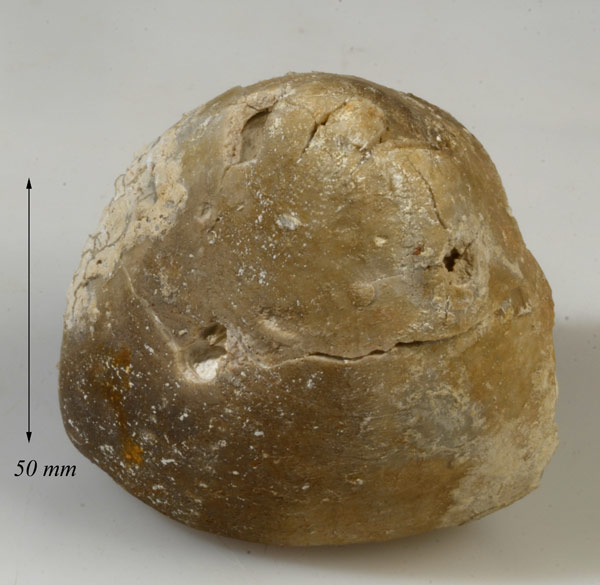 Echinocorys fossil showing teeth marks (mosasaur attack).