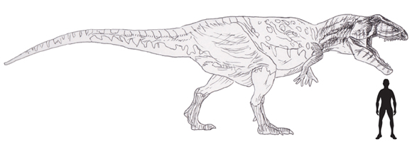 Giganotosaurus scale drawing.