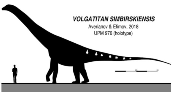 Volgatitan fossil tail bones shown in situ and scale drawing.