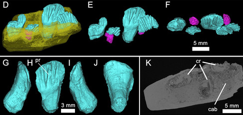 Weewarrasaurus three-dimensional, computer generated images of the fossil material.
