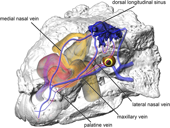 Cooling the brain of Euoplocephalus