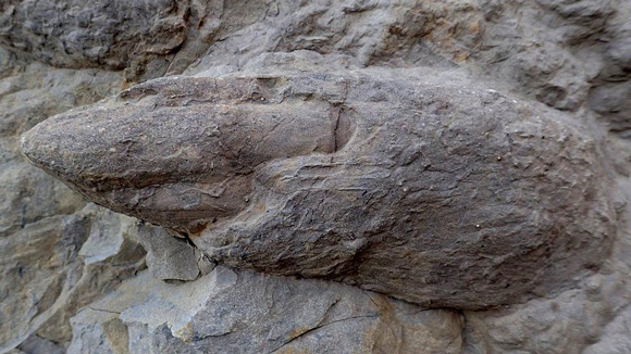 Preserved iguanodontian claw impression.