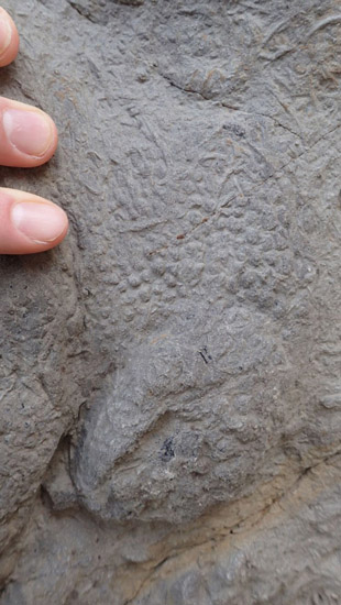 Iguanodontian footprint showing skin impressions.