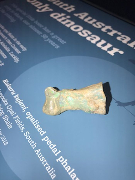 An opalised dinosaur toe bone on display (ventral view)