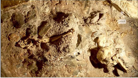 In situ fossils of the Australopithecine "little foot" in the Sterkfontein Caves.