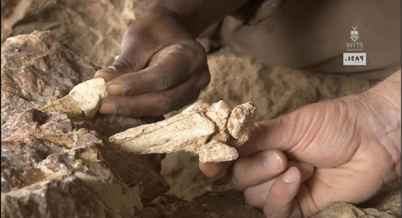 Identifying the rest of the "little foot" skeleton.