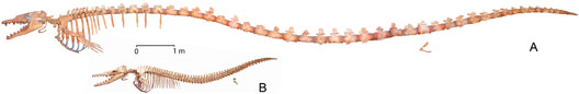 An adult Basilosaurus compared to an adult Dorudon whale.