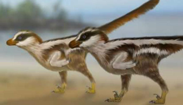 Dromaeosauriformipes illustrated.