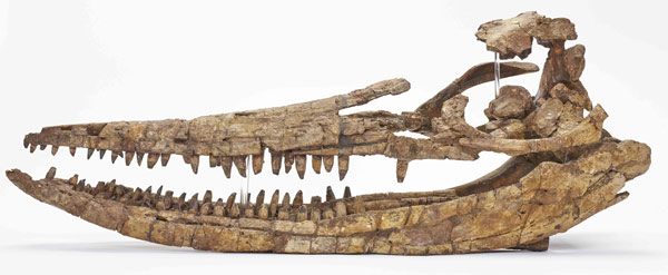 Reconstructed Protoichthyosaurus skull.