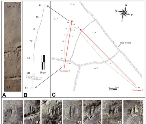Mapping tiny tracks assigned to a dromaeosaurid dinosaur.