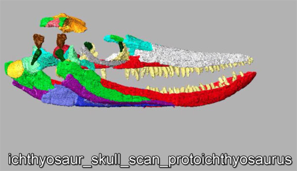 Three-dimensional scan of a Protoichthyosaurus skull.