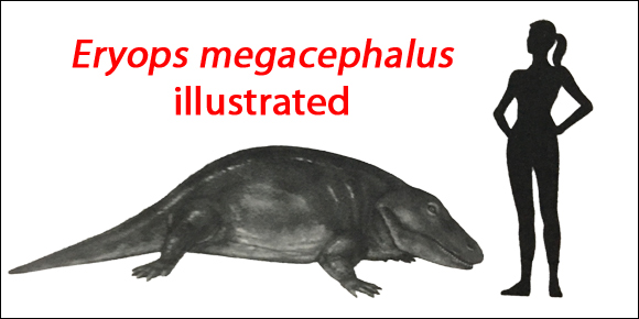Eryops megacephalus scale drawing.