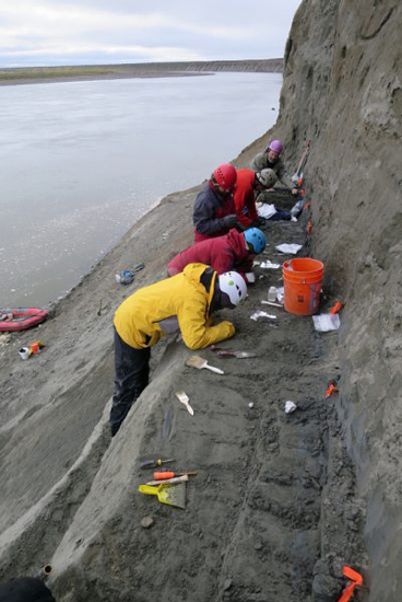 Unnuakomys hutchisoni - looking for fossils on a steep Alaskan riverbank.