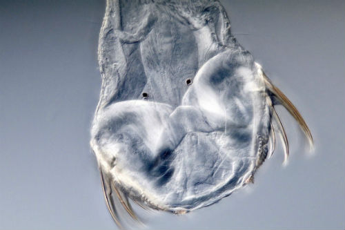 A photograph of the head of an arrow worm.