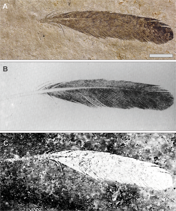 Images of the Solnhofen isolated feather.