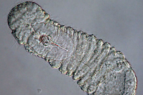 The gnathostomulid Rastrognathia macrostoma.