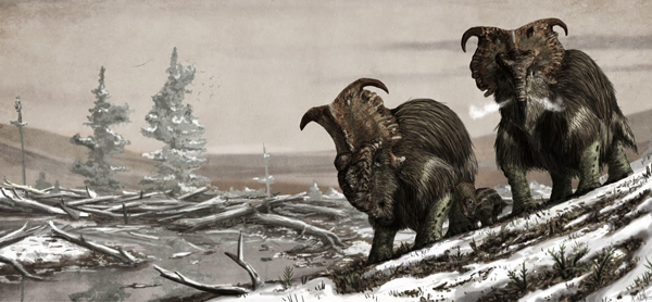 A northern Ceratopsian with a shaggy coat.